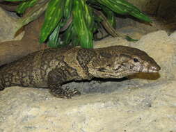 Image of Dumeril Monitor