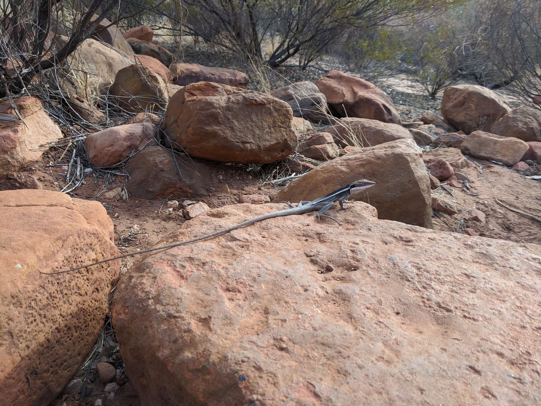 Image of Long-nosed Water Dragon