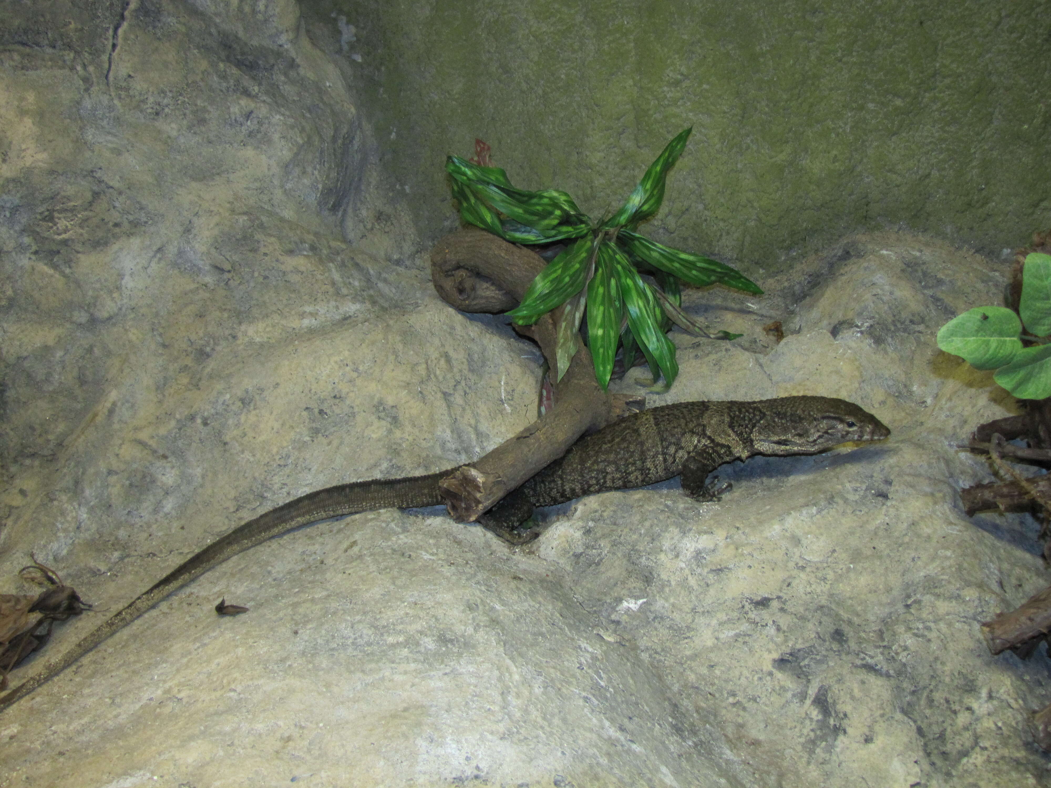 Image of Dumeril Monitor