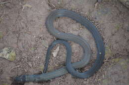 Image of Black-headed Snake (equatoriana