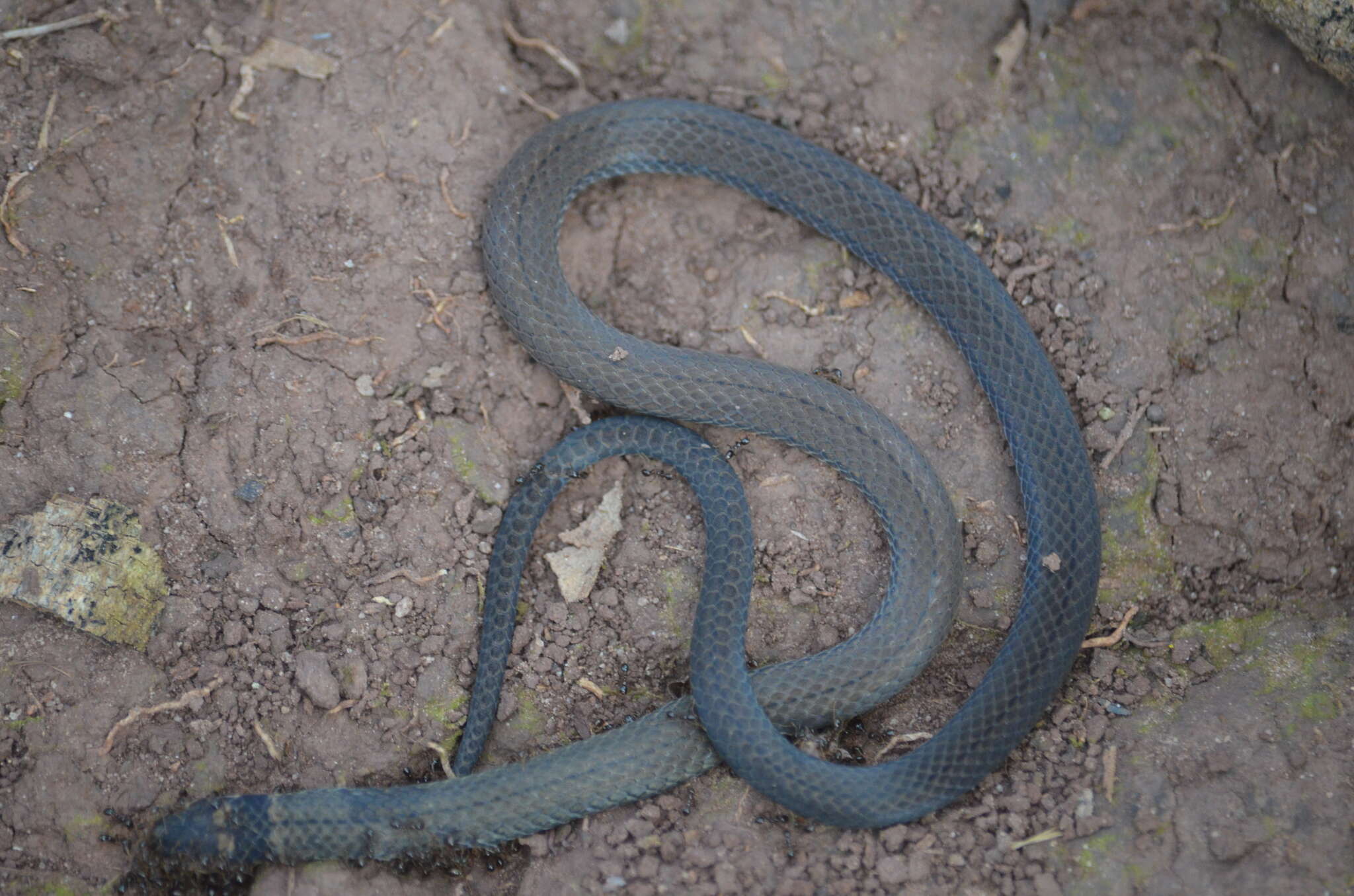 Image of Black-headed Snake (equatoriana