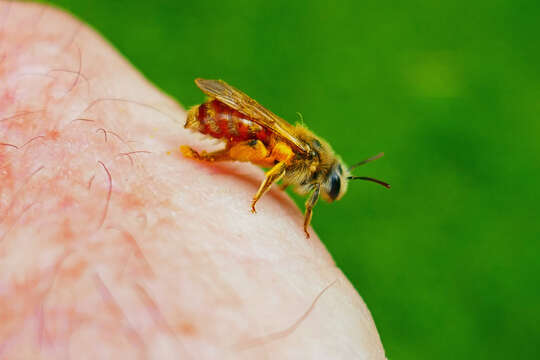 Image of Andrena erythrogaster (Ashmead 1890)