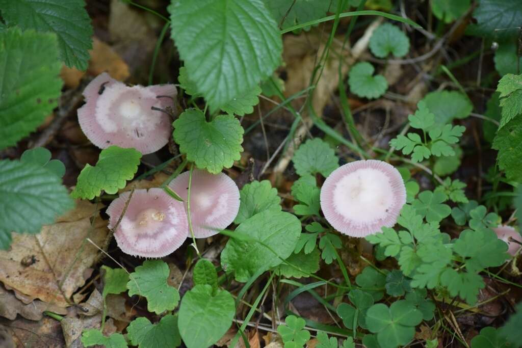 Pluteus salicinus (Pers.) P. Kumm. 1871 resmi