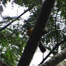 Image of White-winged Shrike-Tanager