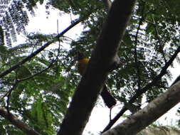 Image of White-winged Shrike-Tanager