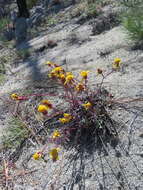 Image of Tehachapi ragwort