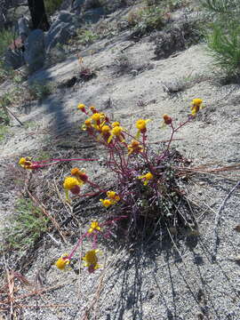 Image of Tehachapi ragwort