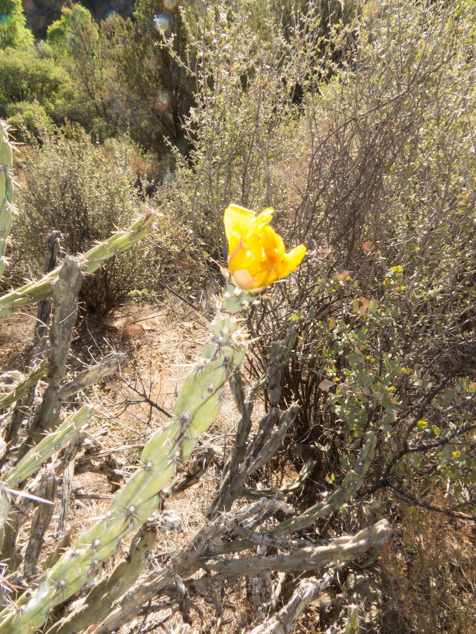 Image of Thornber's buckhorn cholla