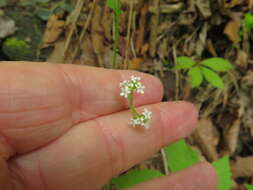 Image of Palmer's cornsalad