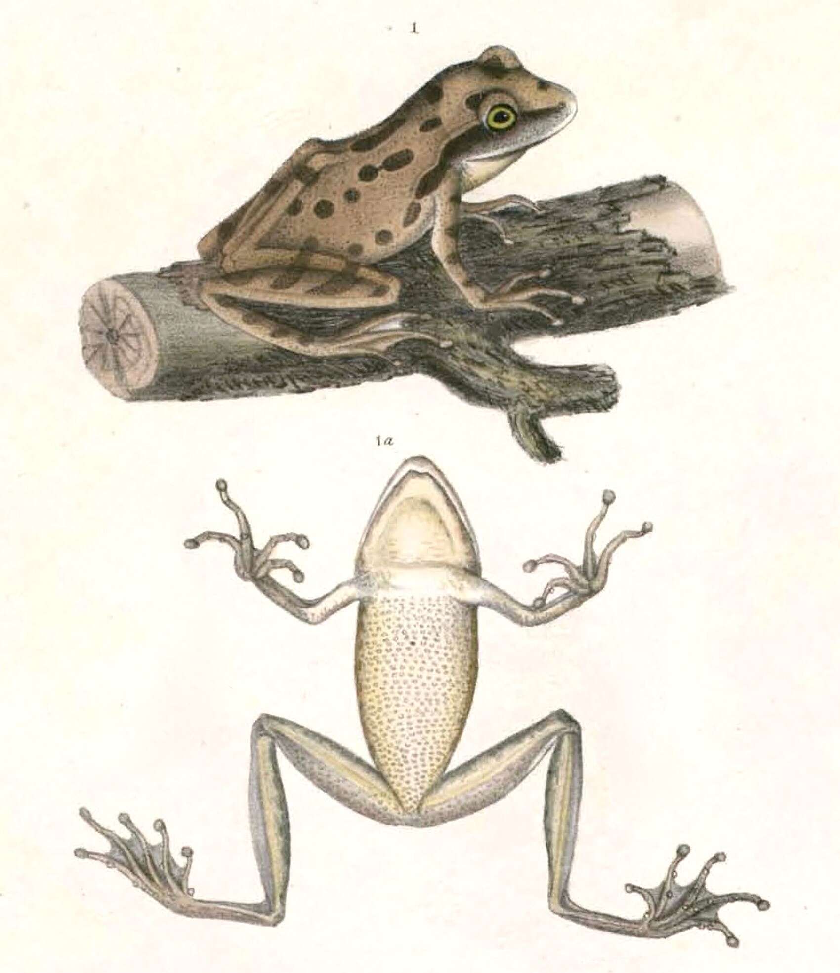 Image of Himalayan Tree Frog