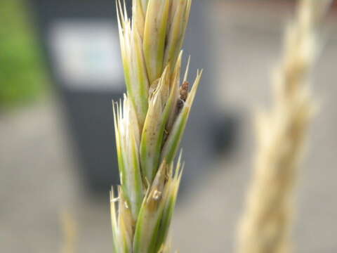 Image of Ergot