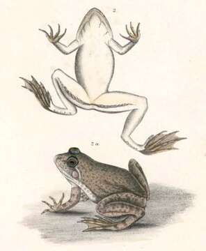 Image of Indian Skipper Frog