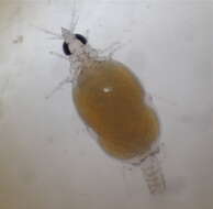 Image of Marley's gnathiid (a crustacean)