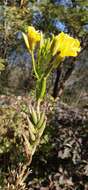 Image of common evening primrose