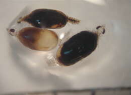 Image of Marley's gnathiid (a crustacean)