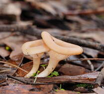 Image of Singerocybe clitocyboides (Cooke & Massee) Zhu L. Yang, J. Qin & Ratkowsky 2014