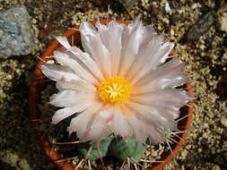 Image of Thelocactus hexaedrophorus (Lem.) Britton & Rose