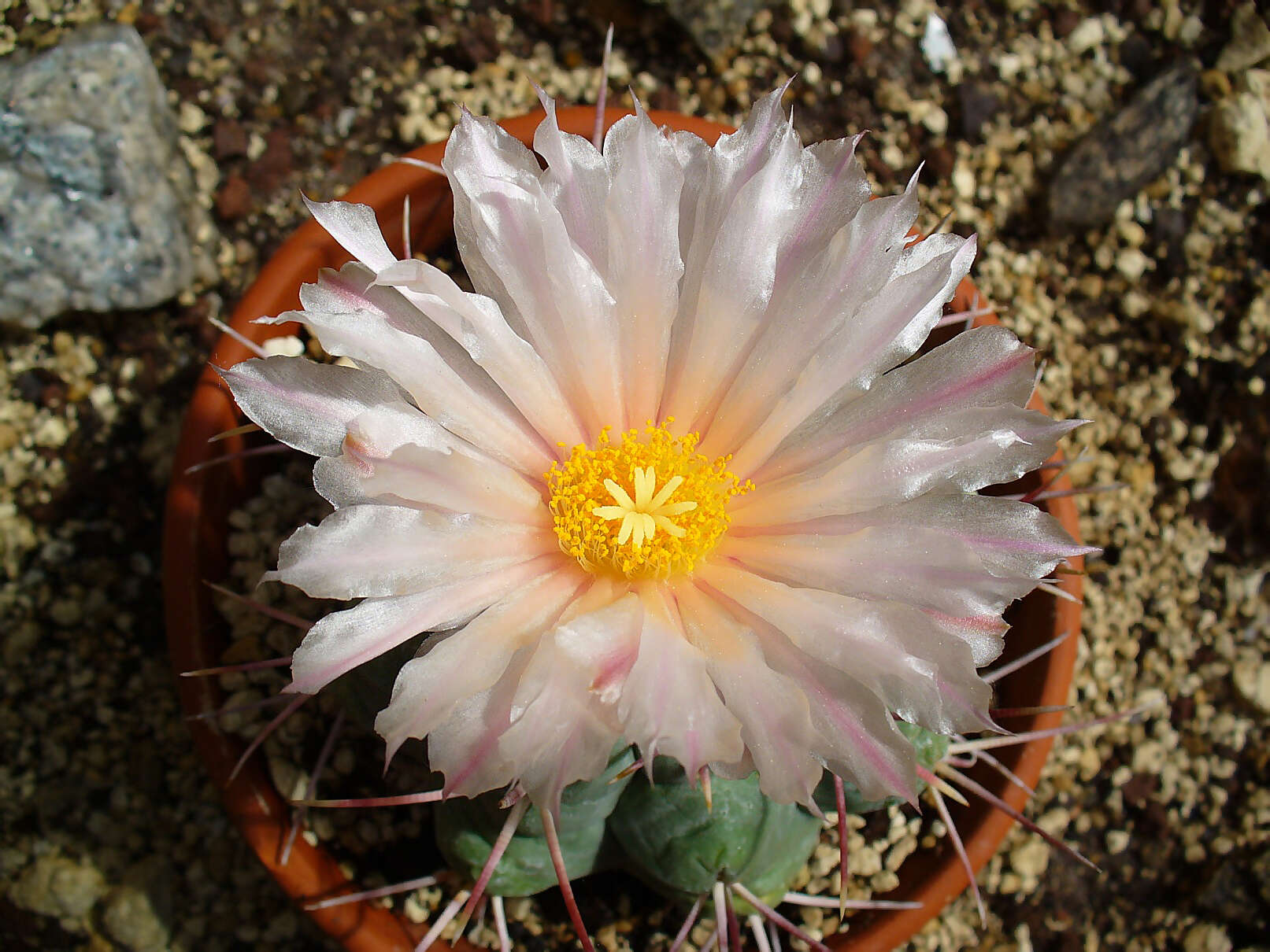 Image of Thelocactus hexaedrophorus (Lem.) Britton & Rose