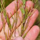 Image of rooibos