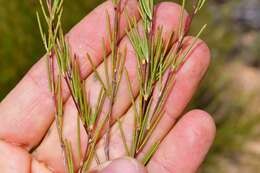 Image of rooibos