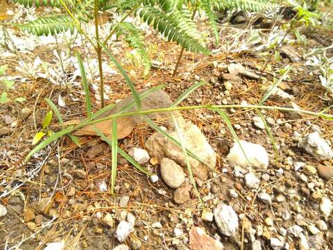 Image of Penstemon wislizenii (A. Gray) Straw