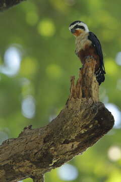 Image of Collared Falconet