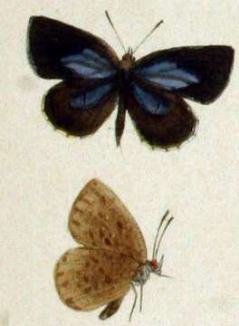 Imagem de Allotinus subviolaceus Felder & Felder 1865