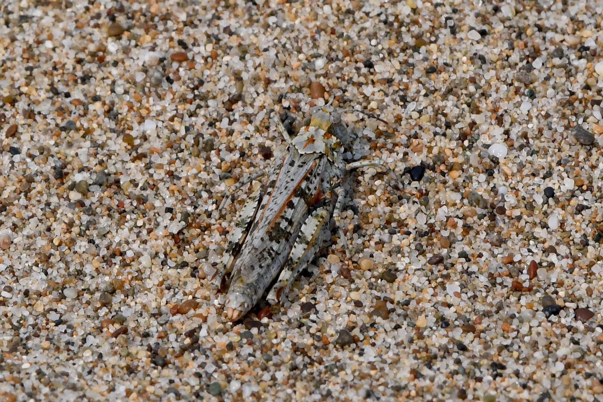 Image of Microtes occidentalis (Bruner & L. 1893)