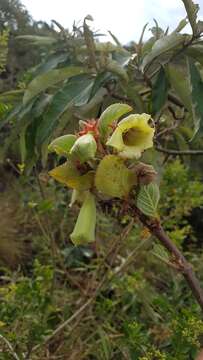 Image of Paliavana sericiflora Benth.