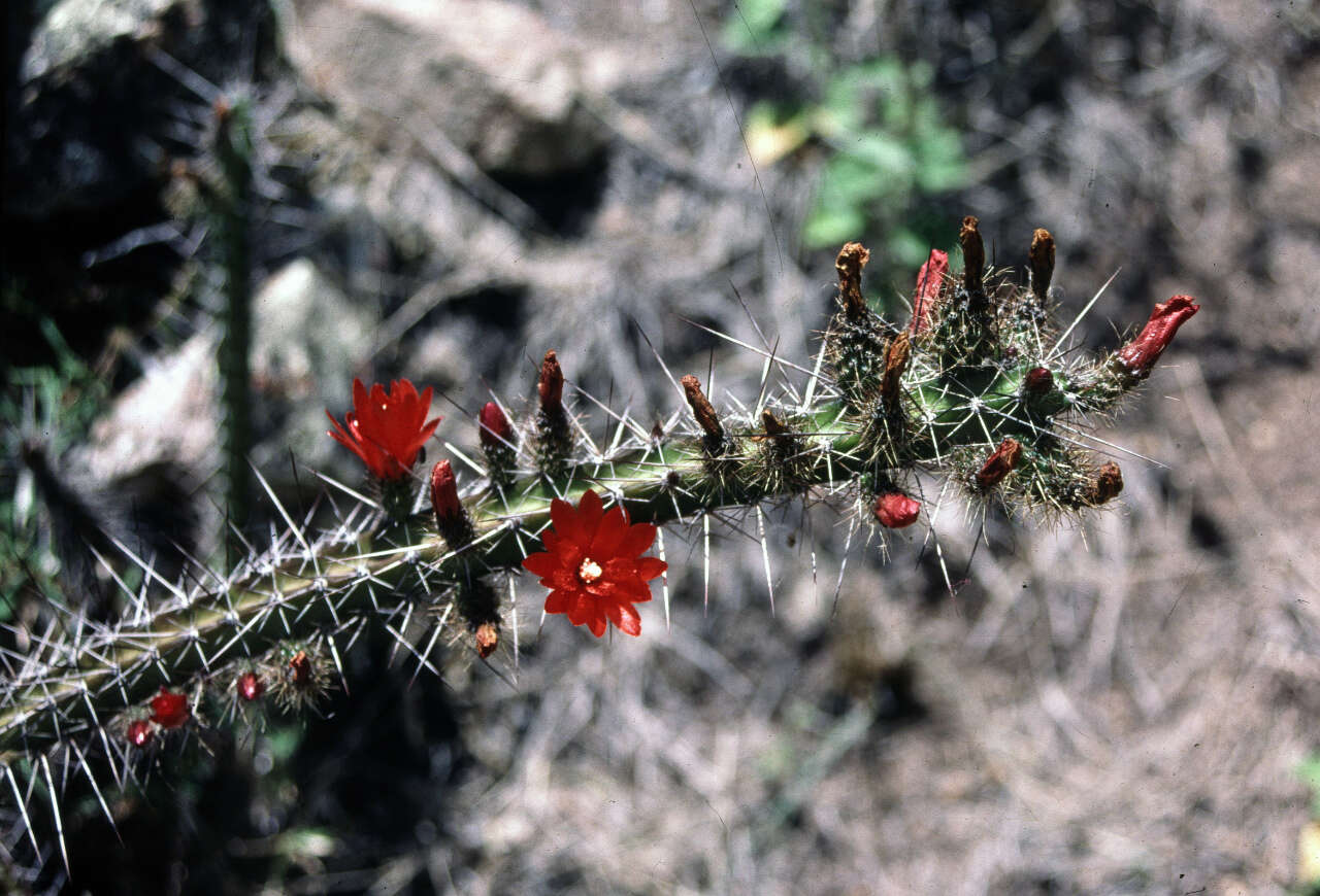 Corryocactus serpens F. Ritter resmi