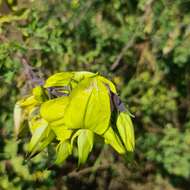 Слика од Crotalaria agatiflora subsp. imperialis (Taub.) Polhill