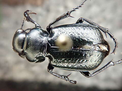 Imagem de Callisthenes (Chrysostigma) cancellatus (Eschscholtz 1833)