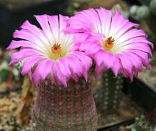 Image of hedgehog cactus