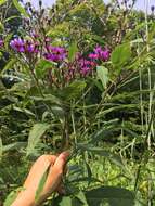 Vernonia gigantea (Walt.) Trel. ex Branner & Coville resmi