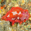 Image of Spanish dancer