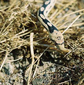 Pituophis catenifer deserticola Stejneger 1893 resmi