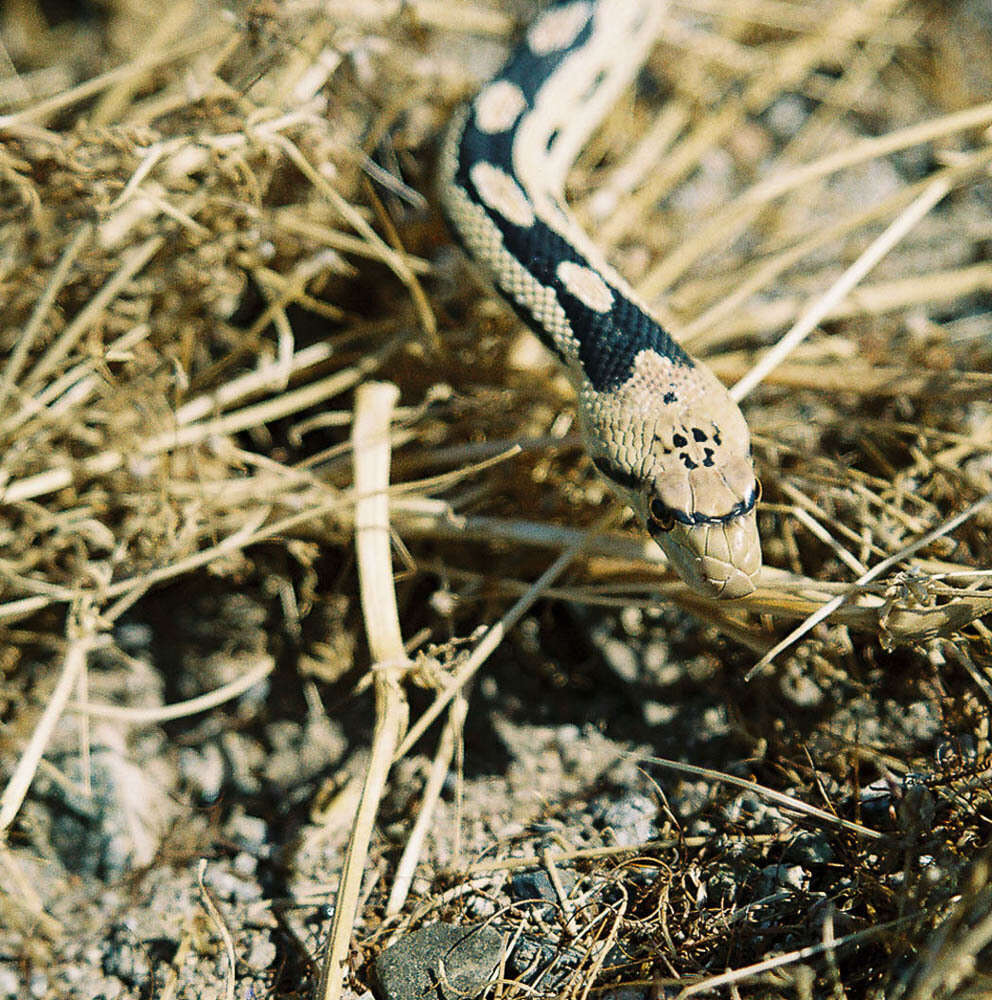 صورة Pituophis catenifer deserticola Stejneger 1893