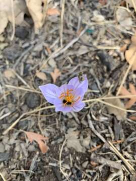 Crocus damascenus Herb. resmi