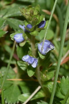 Image of brightblue speedwell