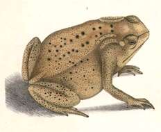 Image of asian black spotted toad