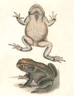 Image of asian black spotted toad