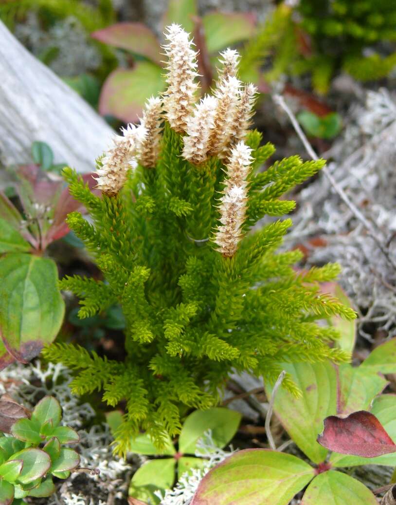 Image of clubmoss