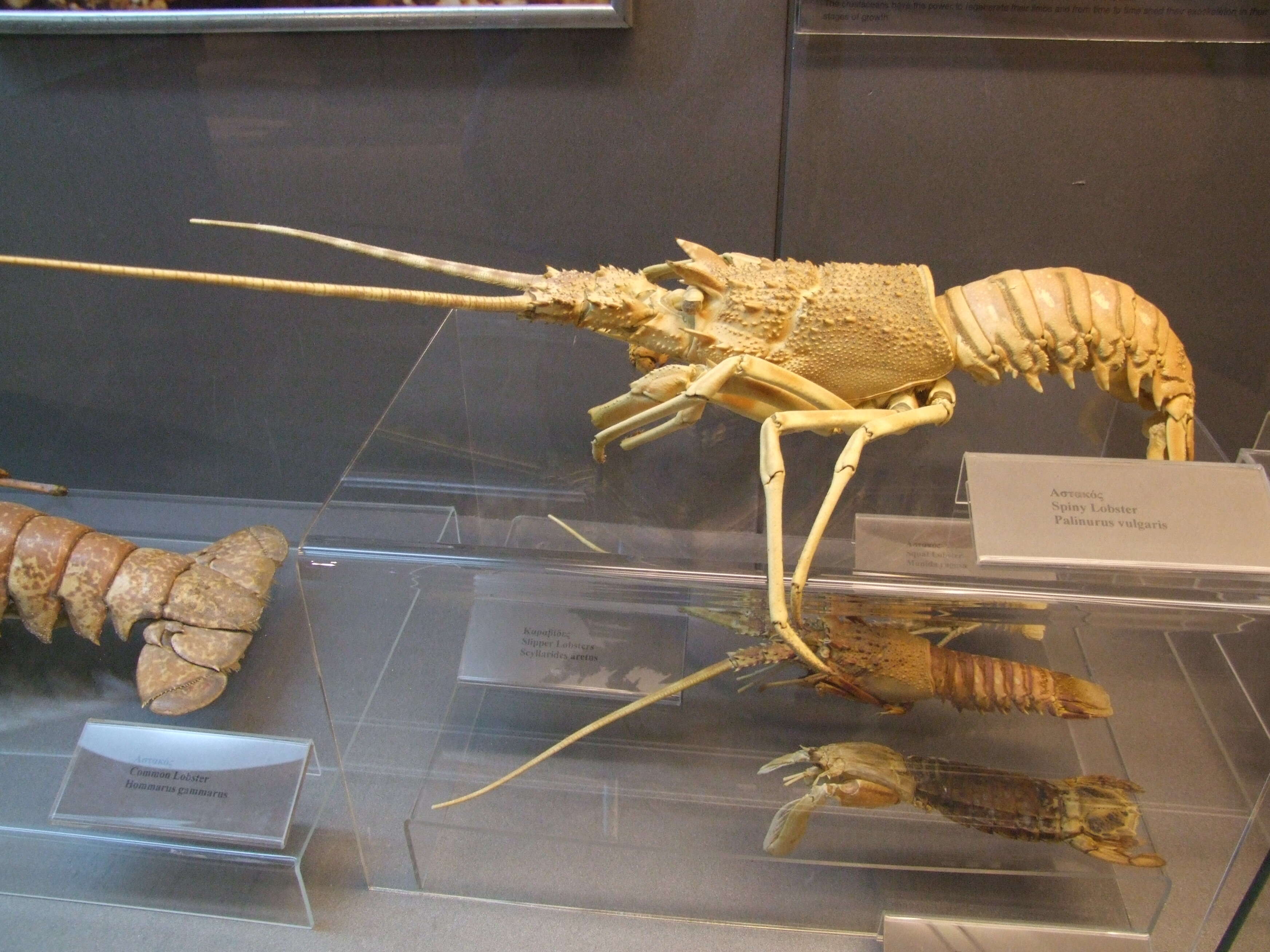 Image de langouste commune