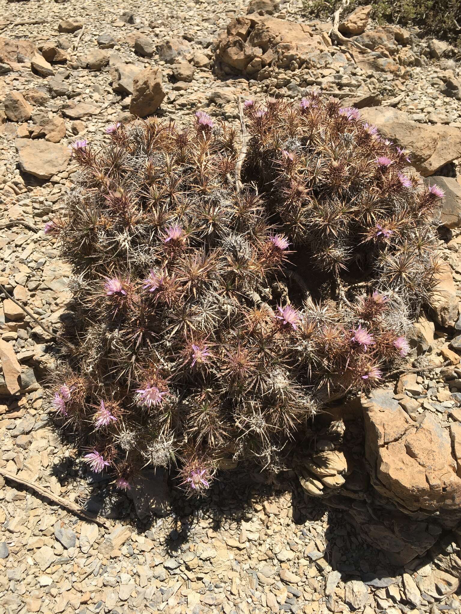 Image of Atractylis caespitosa Desf.