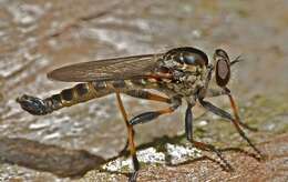 Image of Cerdistus fuscipennis (Macquart 1838)