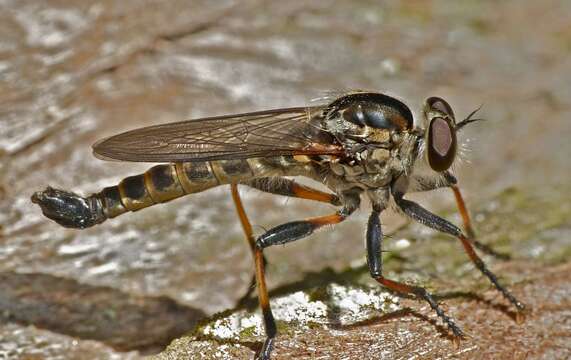 Image of Cerdistus fuscipennis (Macquart 1838)