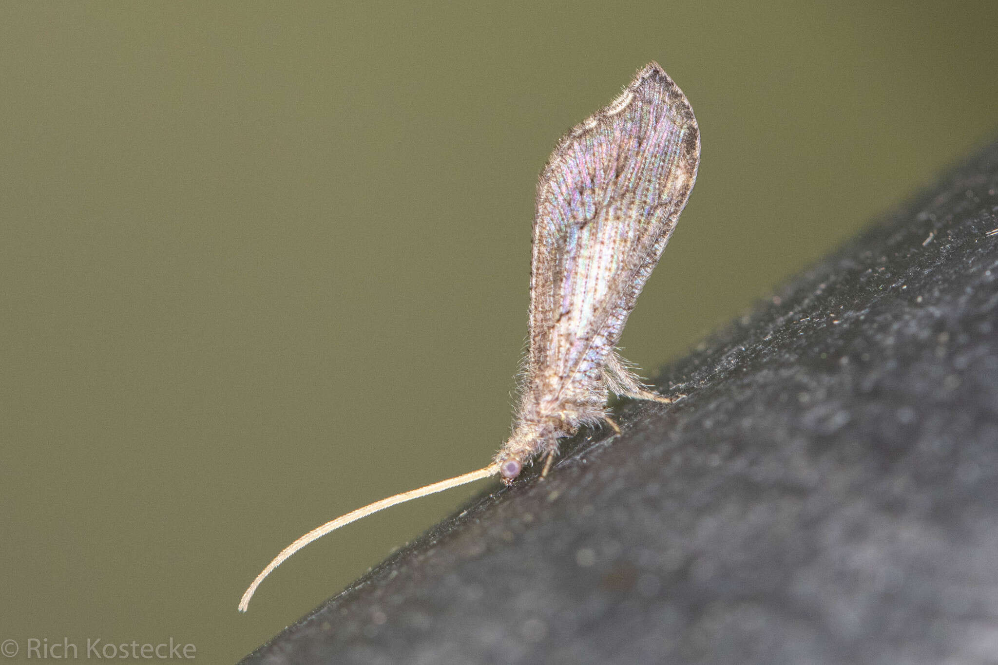 Image of Lomamyia squamosa Carpenter 1940