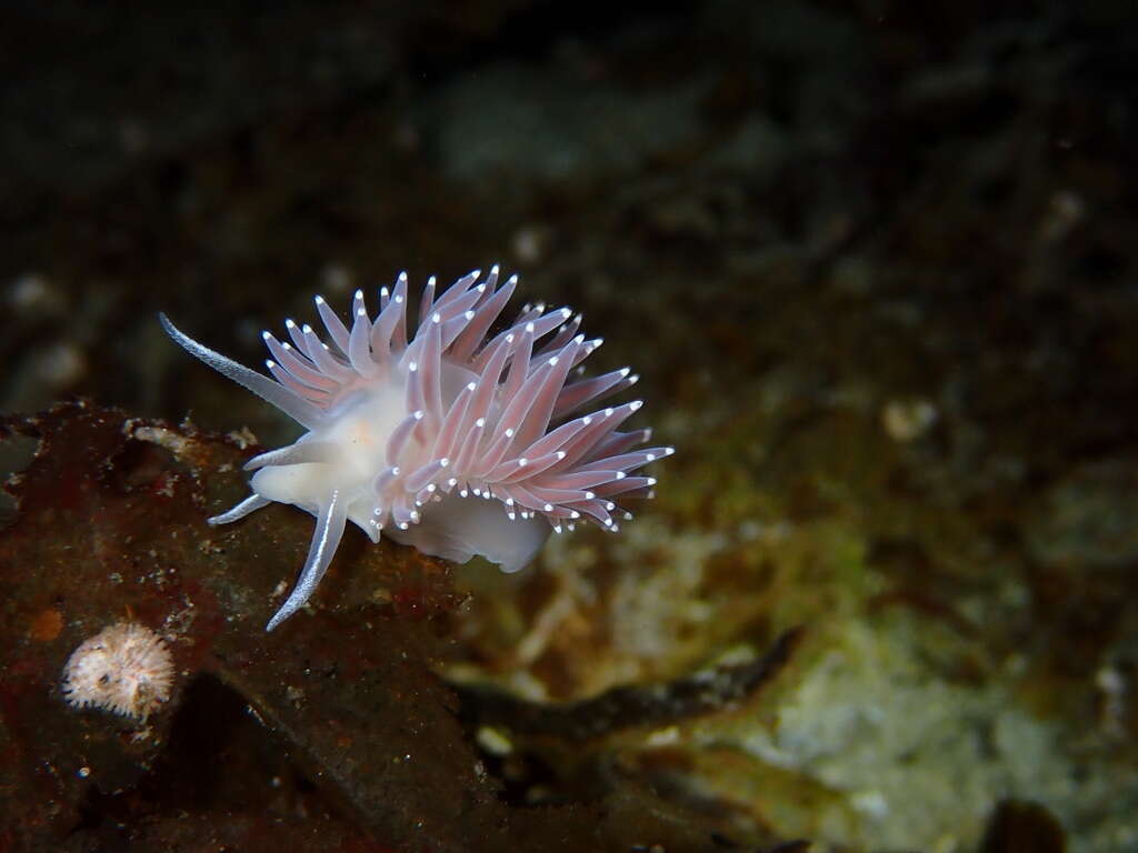 Coryphella trophina (Bergh 1890) resmi