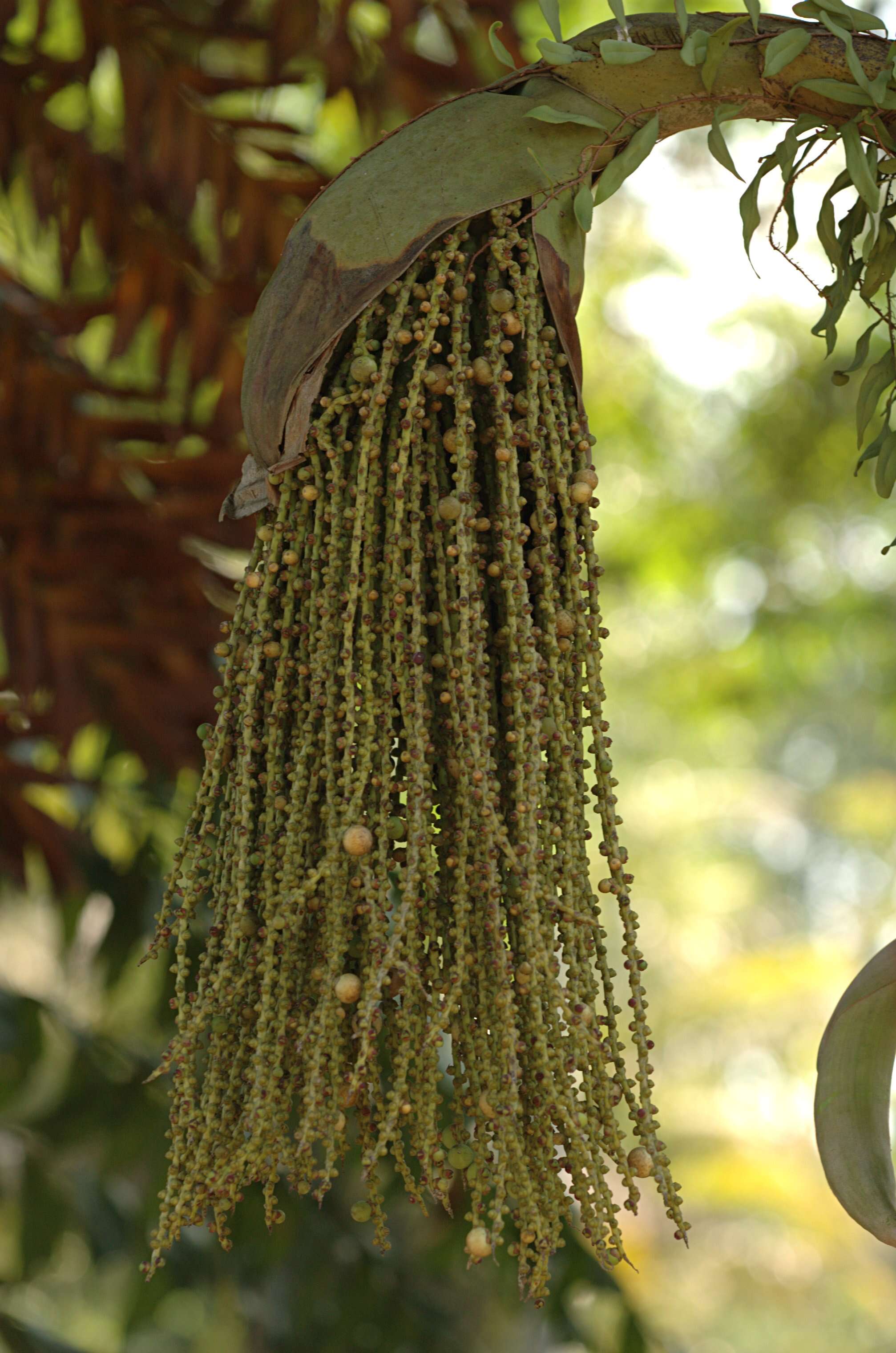 Image of Fishtail Palm