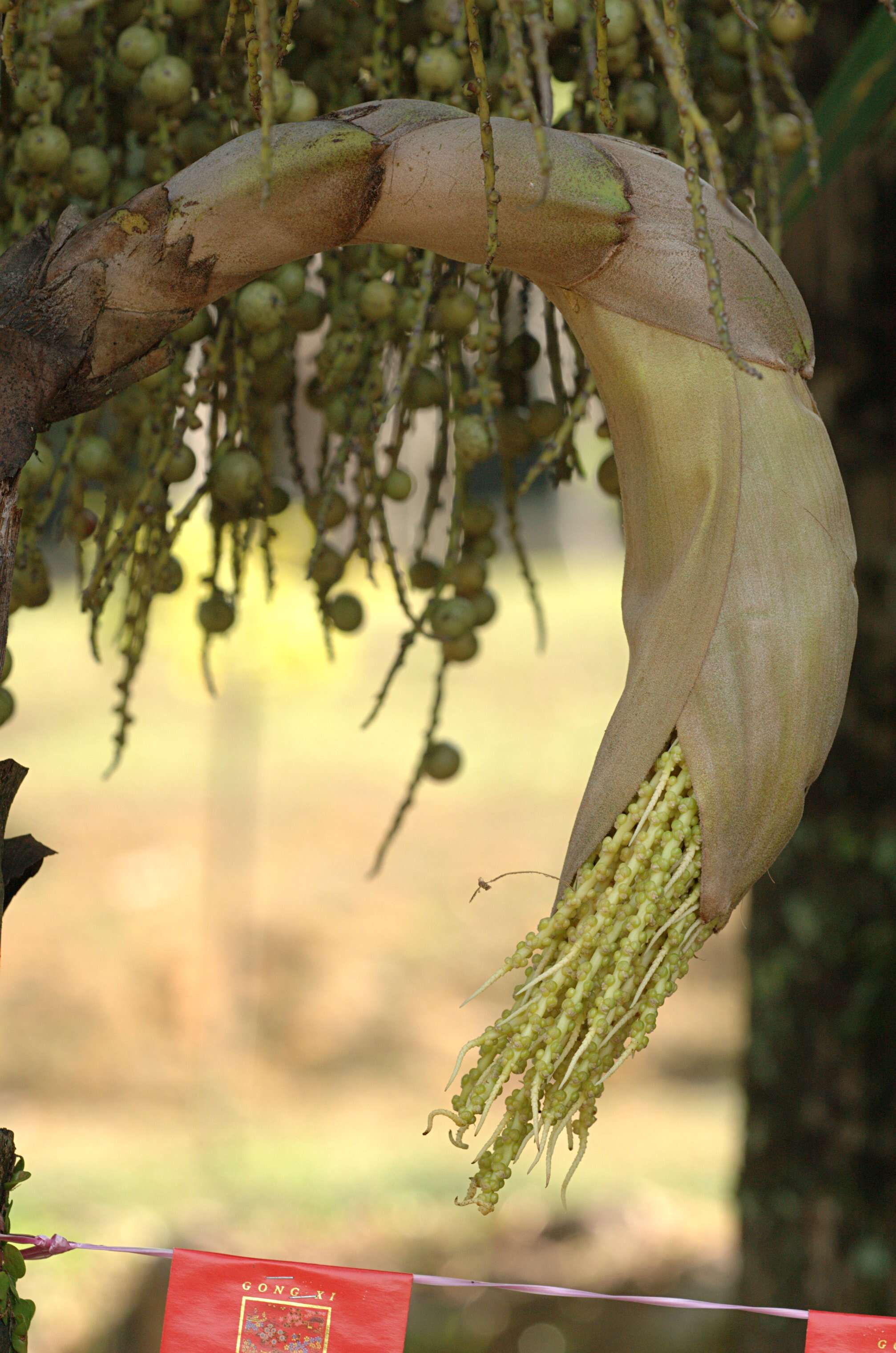 Image of Fishtail Palm